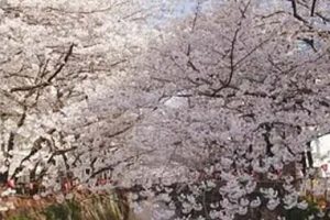 [2007][日本][樱花烂漫][1080P][AC3.x264-CHD][4.32G][百度盘]