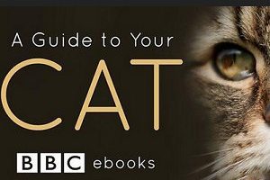 BBC纪录片《猫咪观察》全3集视频英语外挂中字[MP4/2.03GB]百度云网盘下载