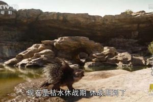 [2016][美国]《奇幻森林》[5.10GB][ 百度网盘]