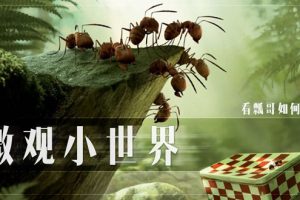 动画片《微观小世界昆虫小世界 Minucule TV版》[儿童教育][中文版176集第一二季][9.27GB][百度网盘]