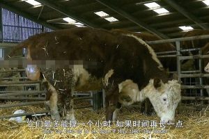 英文动画《动物的母性 Animal Maternity》[儿童教育][全6集/英语中英双字][5.73GB][百度网盘]