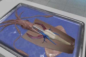 VR游戏《解剖无脊椎动物vr Squid and Seastar Dissection-Quest》[英文][941.18MB][百度网盘]