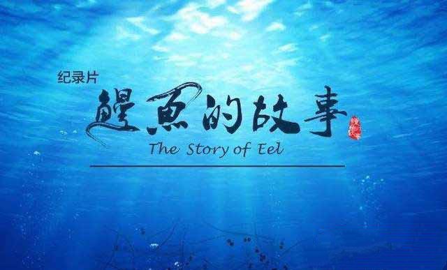 纪录片《鳗鱼的故事 The Story of Eel》[TS/蓝光][全3集][5.15G][百度网盘]