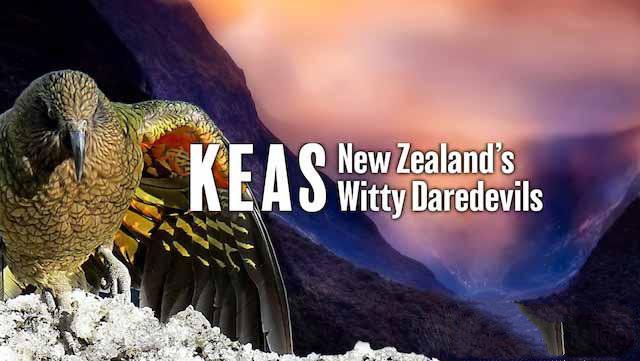 纪录片《啄羊鹦鹉：新西兰机智冒险家 Keas：New Zealand’s Witty Daredevils》[TS/蓝光][全1集中字][1.67G][百度网盘]