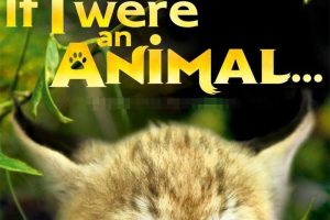 [自然百科]《如果我是一只动物 If I Were an Animal》[1080P/MP3下载][第一季全52集/英语英字][4.78G][百度网盘]