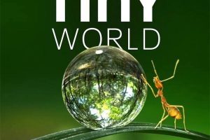 [自然百科]《小小世界 Tiny World》[高清/MP3下载][全6集/英语中字][14G][百度网盘]