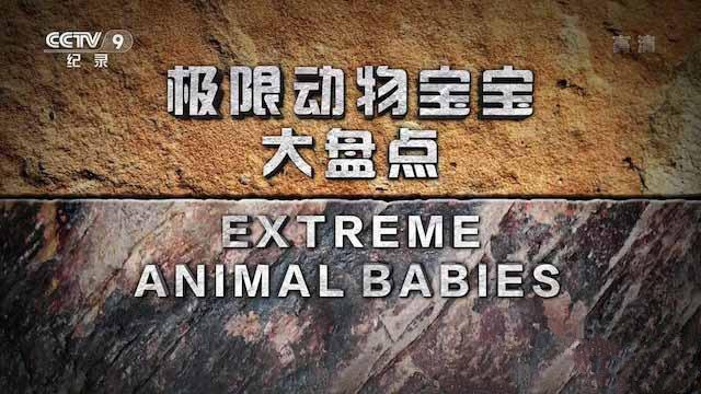 纪录片《极限动物宝宝大盘点 Extreme Animal Babies》[TS/蓝光][全6集中字][百度网盘]