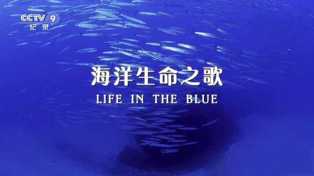 纪录片《海洋生命之歌 Life in the Blue》[TS/蓝光][全1集中字][百度网盘]