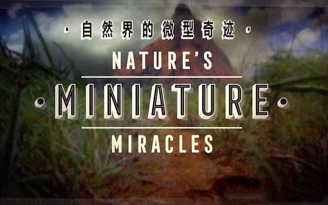 纪录片《大自然的微型奇迹 Nature’s Miniature miracles》[TS/蓝光][全1集中字][百度网盘]