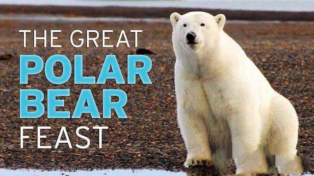 纪录片《北极熊的盛宴 The Great Polar Bear Feast》[TS/蓝光][全1集中字][百度网盘]