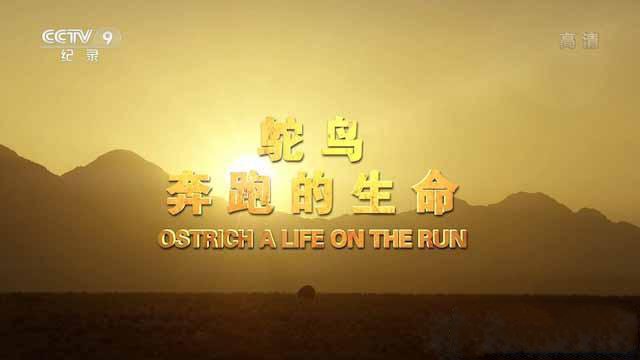 纪录片《鸵鸟：奔跑的生命 Ostrich： A Life on the Run》[TS/蓝光][全1集中字][百度网盘]