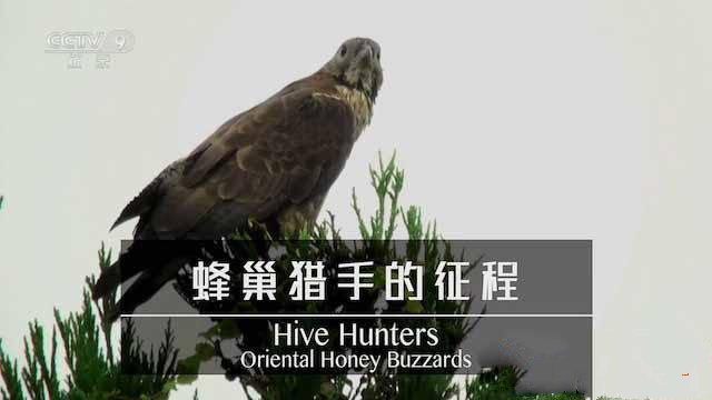 纪录片《蜂巢猎手的征程 Hive Hunters:Oriental Honey Buzzards》[TS/蓝光][全1集中字][百度网盘]