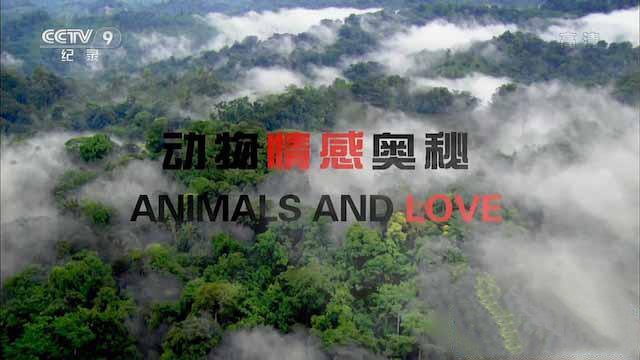 纪录片《动物情感奥秘 Animals and Love》[TS/蓝光][全2集中字][百度网盘]