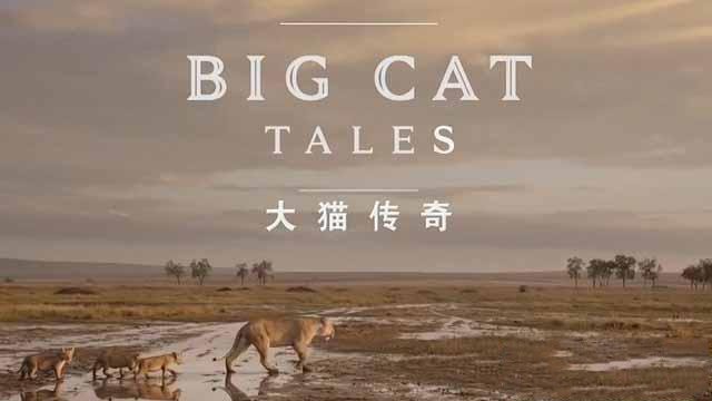 纪录片《大千世界 大猫传奇 Big Cat Tales》[TS/蓝光][全5集][百度网盘]