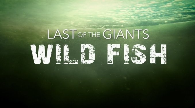 纪录片《追踪巨型鱼 Last of the Giants 2022》[720P][第1季全8集英语中字][45.4G][百度网盘]