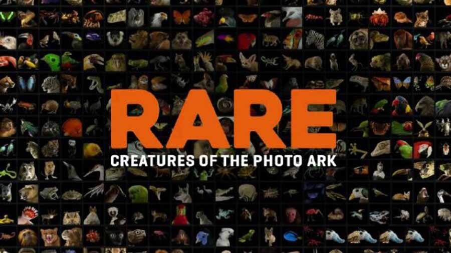 纪录片《珍稀动物—摄影方舟 Rare Creatures of the Photo Ark 2017》[720P/MP4][全3集 英语英字][3.35G][百度网盘]