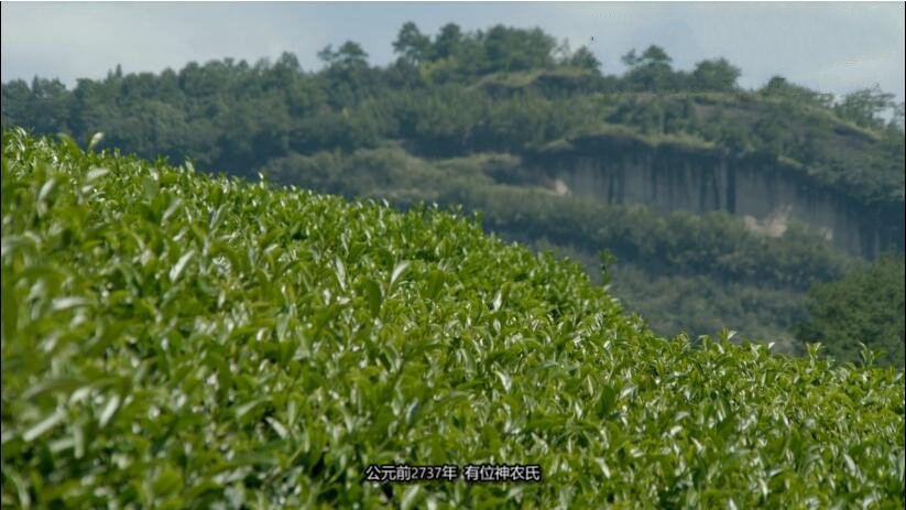 纪录片《与维多利亚共品香茗》[720P][2集 英语中字][百度网盘]