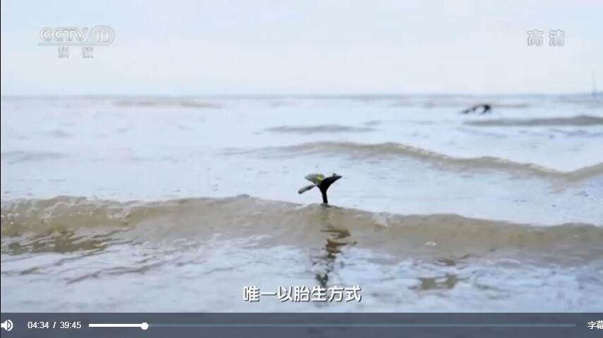 纪录片《海口百年》[1080P][2集 国语配音中文字幕][百度网盘]