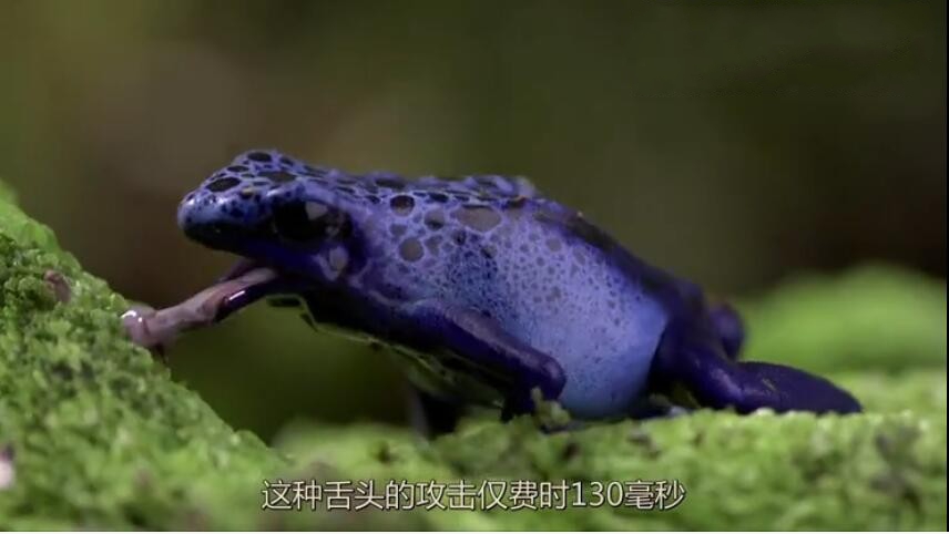 纪录片《超慢动作下的世界2012》[720P][2集 德语配音中德双字][百度网盘]