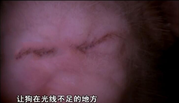 纪录片《子宫日记》[720P][9集 国语中字][百度网盘]