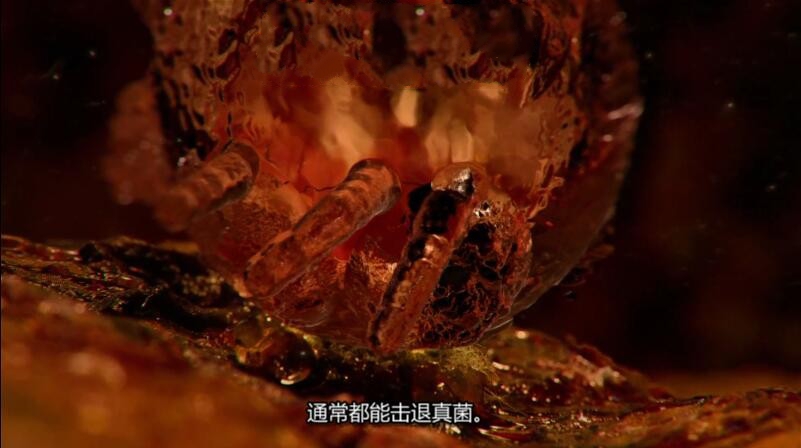 纪录片《体内的怪物/病魔缠身》[1080P][第五季共10集 英语中字][百度网盘]