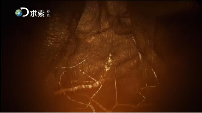 纪录片《绝对好奇》[1080P][两季 全31集 英语配音中文字幕][百度网盘]