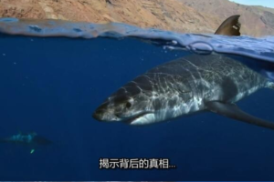 [记录片]《鲨鱼周/周一鲨鱼夜2016年版》[17集 英语中字][百度网盘]