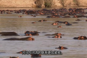 [记录片]《自然世界：赞比西河》[1集 英语中字][百度网盘]