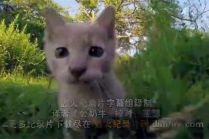 [记录片]《猫的故事》[1集 英语配音中英双字][百度网盘]