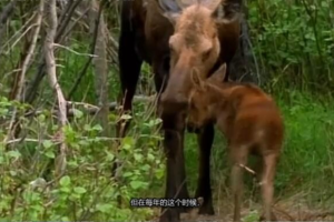 [记录片]《人间天堂/人间伊甸园》[24集 英语中字][百度网盘]