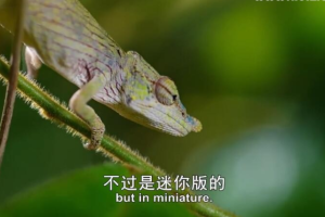 [记录片]《不可思议的捕食者》[全1集 英语中字][百度网盘]