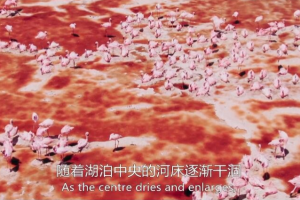 [记录片]《完美星球》[全5集 国语/英语配音中文字幕][百度网盘]