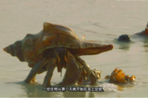 [记录片]《岛屿野生大地》[第一季共10集  英语中字][百度网盘]