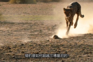 纪录片《动物奇门功夫》[1080P][第一季共8集 英语中字][百度网盘]