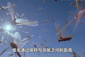 纪录片《大自然不可思议的入侵》[1080P][2集 英语中字][百度网盘]
