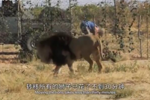 纪录片《拯救希尔加》[1080P][6集 英语配音中英双字][百度网盘]
