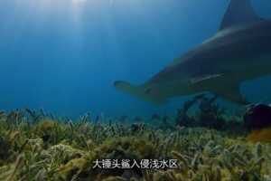 纪录片《鲨鱼周/周一鲨鱼夜2017年版》[1080P][20集 英语中字][百度网盘]