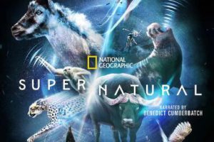 纪录片《超凡动物奇观 Super Natural》[1080P][第1季共6集 英语中字][百度网盘]