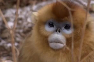 纪录片《美丽中国 Wild China》[1080P][全6集 原声配音中英双字幕][百度网盘]