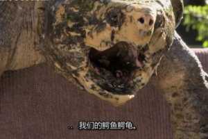 纪录片《呀！是艾文一家》[1080P][第一季共14集 英语中字][百度网盘]