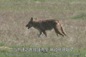 纪录片《自然奇境》[1080P][第四季共13集 原声中字][百度网盘]