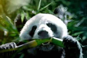 纪录片《未至之境/中国的隐秘王国 The Hidden Kingdoms of China》[1080P][第1季共1集 英语中字][百度网盘]