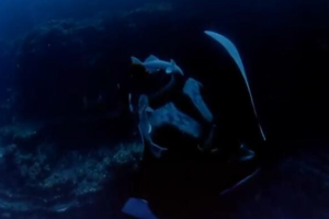 纪录片《海洋绿洲2000》[1080P][1集 原声配音中英双字幕][百度网盘]