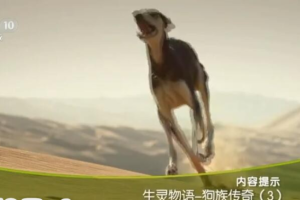 纪录片《生灵物语 狗族传奇 2018》[1080P][全3集 国语配音中文字幕][百度网盘]