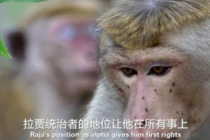 纪录片《猴子王国2015》[1080P][1集 英语配音中文字幕][百度网盘]