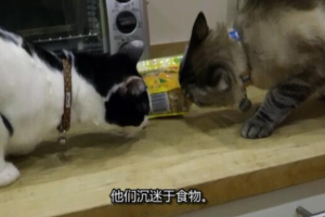 纪录片《家有恶猫/金牌训猫师/管教恶猫》[1080P][第十季共12集 英语中字][百度网盘]