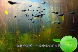 纪录片《小小世界Tiny World》[1080P][第一季 共6集 国语配音中文字幕][百度网盘]