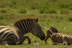 纪录片《如果我是一只动物》[1080P][52集 国语中字][百度网盘]